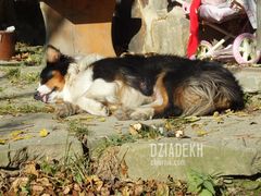 Zasłużony odpoczynek po nocnej pracy