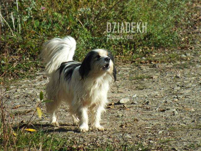 Ruszamy na Otryt obszczekani przez czujnego stróża. - dziadekh