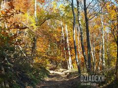 Zanurzamy się w jesienny las