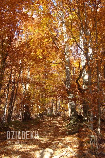 Jesienny szlak - dziadekh