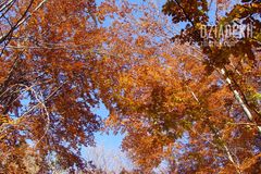 Jeszcze jeden jesienny widoczek