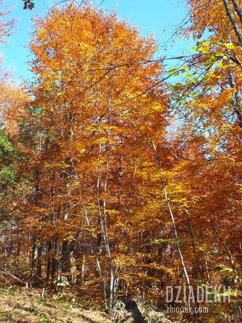 Aż oczy bolą od tych kolorów. - dziadekh