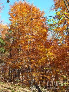 Aż oczy bolą od tych kolorów.