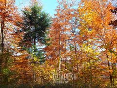 Zielony akcent na tle jesieni