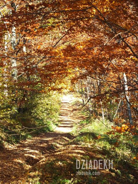 Droga w czerwonym tunelu - dziadekh