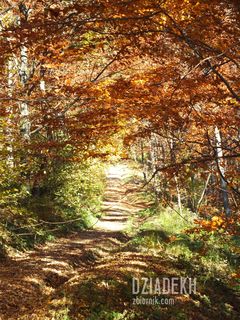 Droga w czerwonym tunelu