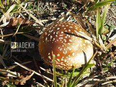 Wokół Chaty Socjologa pełno było grzybów....