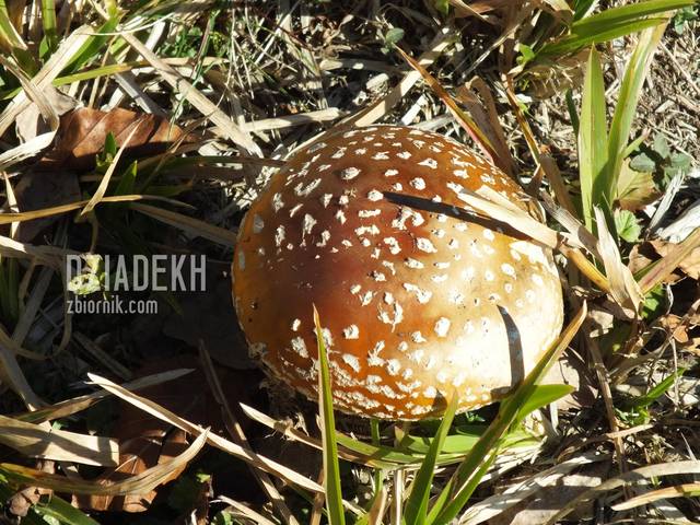 Wokół Chaty Socjologa pełno było grzybów.... - dziadekh