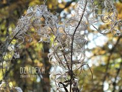 Nie wiem co to jest, ale fajnie wygląda.