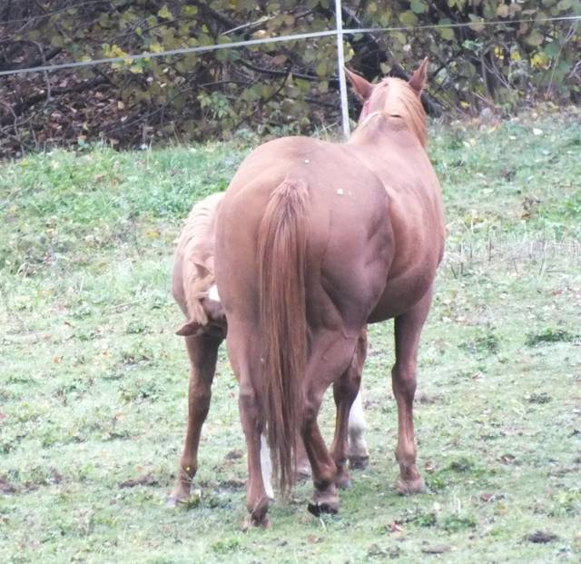Najlepiej u mamy - dziadekh