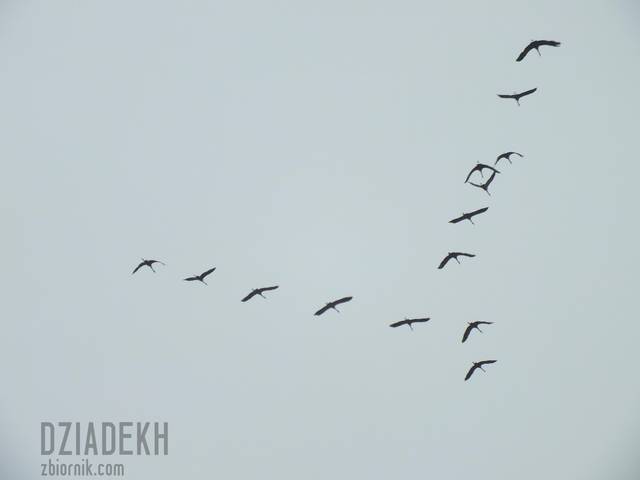 Odlot żurawi - dziadekh