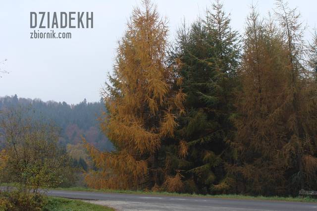 Modrzewie w barwach jesieni - dziadekh