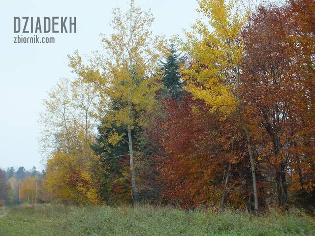 Pełna paleta barw - dziadekh