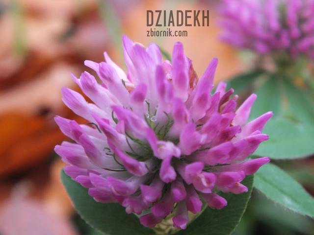 W królestwie jesieni jeszcze kwitnie koniczynka - dziadekh