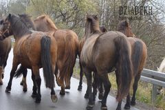 Poszły konie po betonie