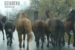 I nie miały ochoty przepuścić samochodu