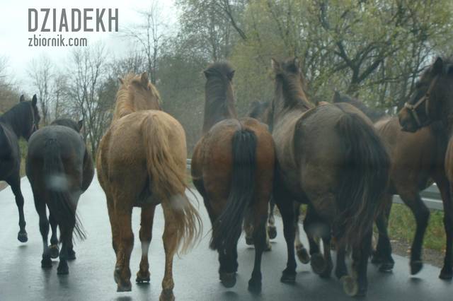 I nie miały ochoty przepuścić samochodu - dziadekh