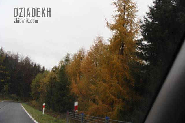 Jeszcze raz jesienne modrzewie - dziadekh