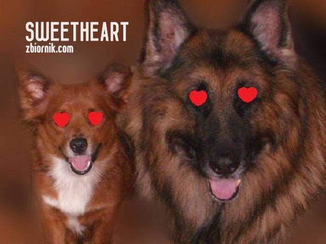 Mój zwierzyniec:).. - Sweetheart