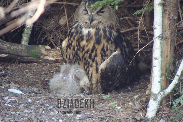 Sowia rodzinka - dziadekh