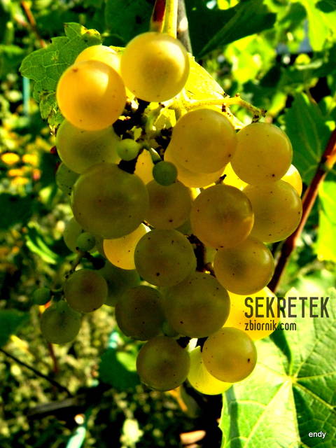 smak lata - sekretek