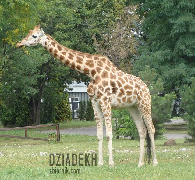 Ta to miałaby dobrze na klasówkach. - dziadekh