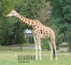 Ta to miałaby dobrze na klasówkach.