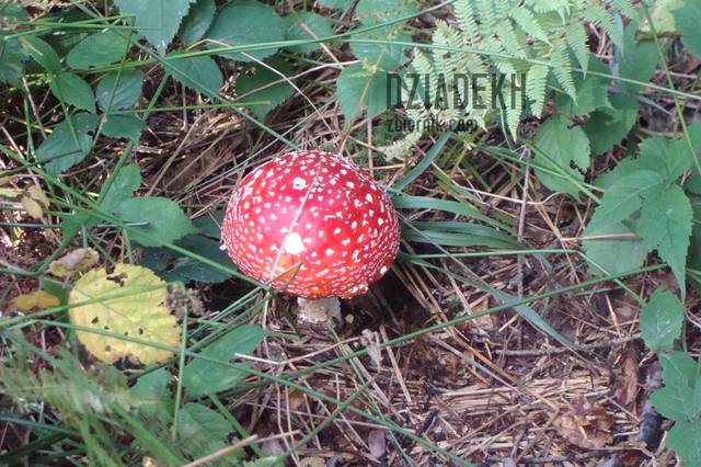 Piękny, ale lepiej nie próbować. - dziadekh