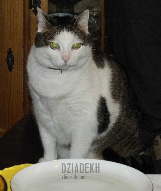 Dawać to żarcie, bo się zdenerwuję. - dziadekh