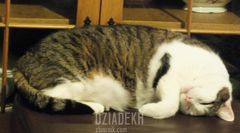 Najadłem się, teraz można się zdrzemnąć