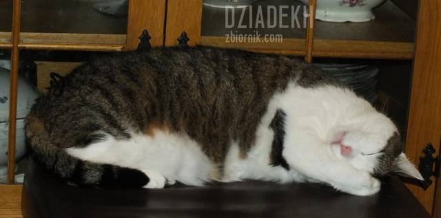 Kto wymyślił te głupoty o rozmowach z ludźmi? - dziadekh