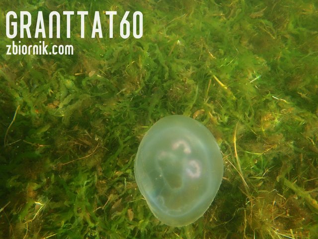 Podwodna łączka - Granttat60