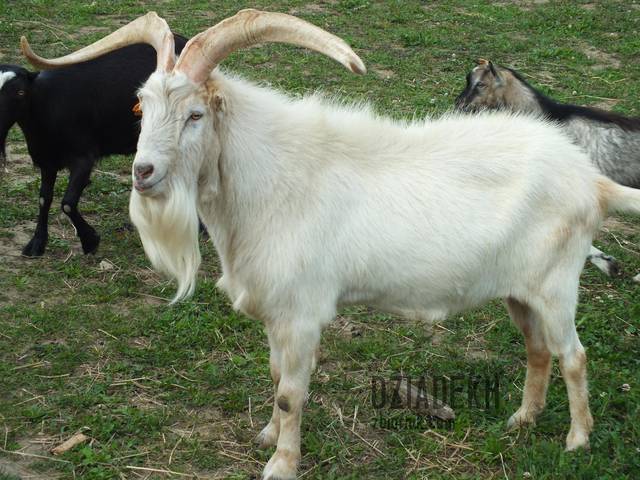 Ten to ma rogi... - dziadekh