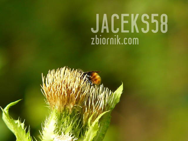 ...ach to lato!!!! - jaceks58