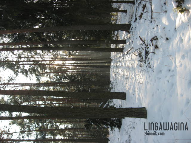 Spacer w Puszczy 25.01.2013 043.jpg - lingawagina