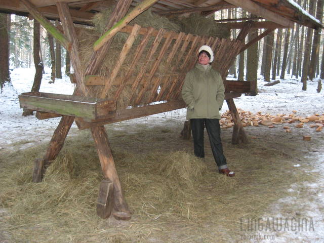 Spacer w Puszczy 25.01.2013 046.jpg - lingawagina