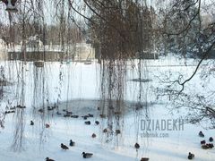 Podobno kaczorom staje w zimnej wodzie