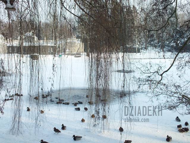 Podobno kaczorom staje w zimnej wodzie - dziadekh