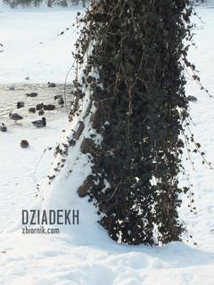 Śnieg, bluszcz i kaczki