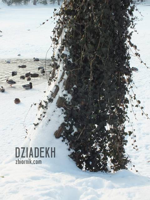 Śnieg, bluszcz i kaczki - dziadekh