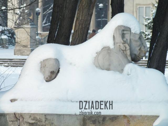 Lew przykrył się pierzynką - dziadekh