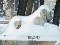 Lew przykrył się pierzynką