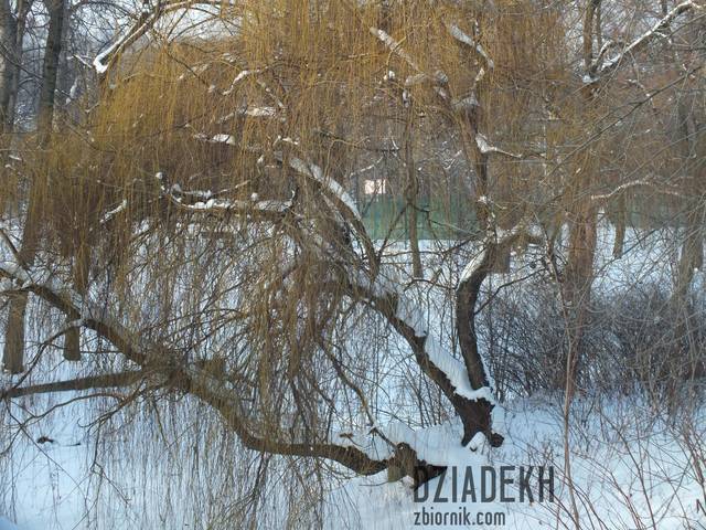 Jeszcze trochę golizny - dziadekh