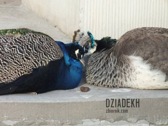 Dasz dzióbka? - dziadekh