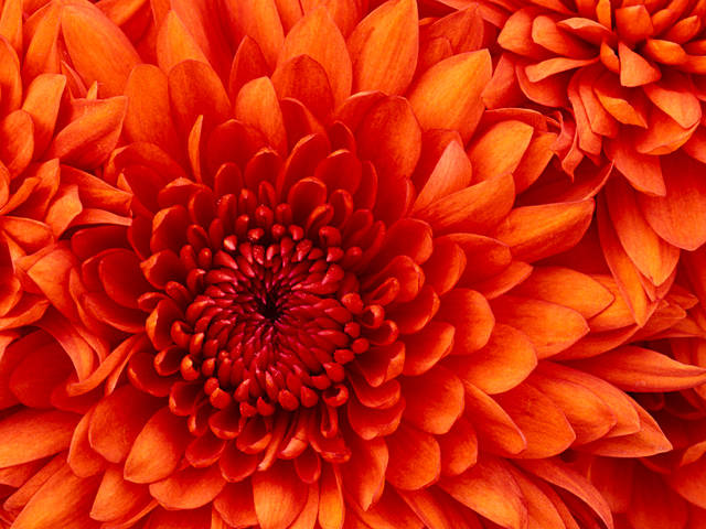 Chrysanthemum.jpg - Clea24