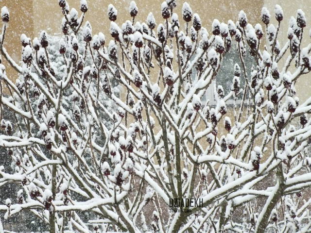 I dalej pada - dziadekh