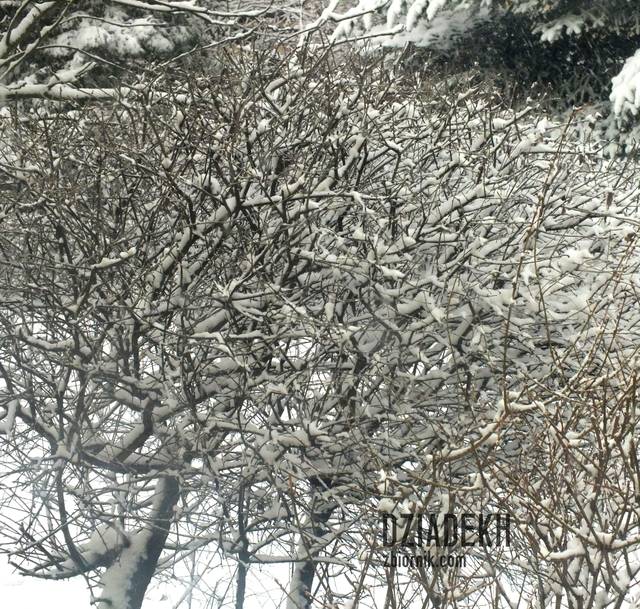 Jeszcze inne krzaki pod śniegiem - dziadekh