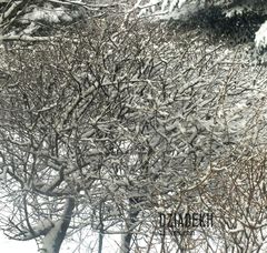 Jeszcze inne krzaki pod śniegiem