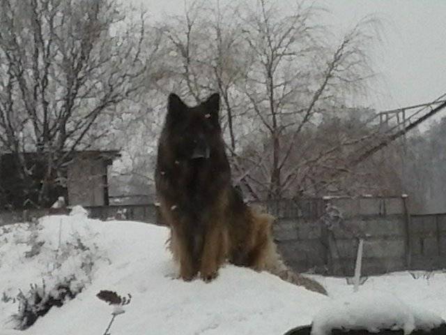 Mój wilk :)))) - marys1964