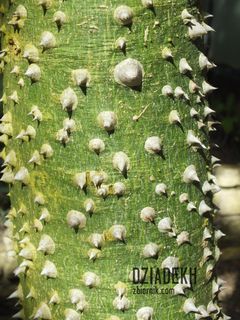 I coś dla tych bardziej humorzastych, kłójących